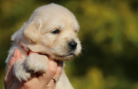 EMMA CUCCIOLI DI GOLDEN RETRIEVER SAN NICOLO 0821