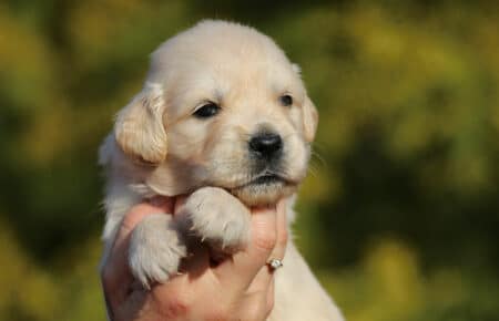 EMMA CUCCIOLI DI GOLDEN RETRIEVER SAN NICOLO 0822