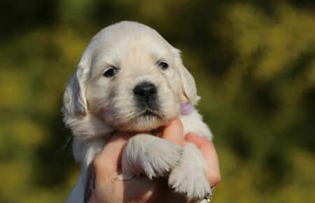 EMMA CUCCIOLI DI GOLDEN RETRIEVER SAN NICOLO 0826