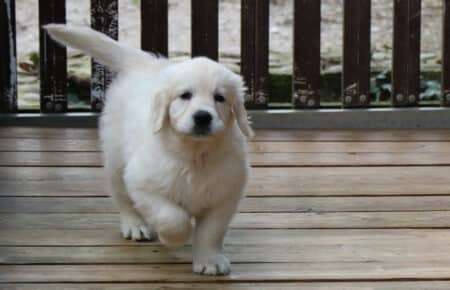 EMMA CUCCIOLI DI GOLDEN RETRIEVER SAN NICOLO 1310