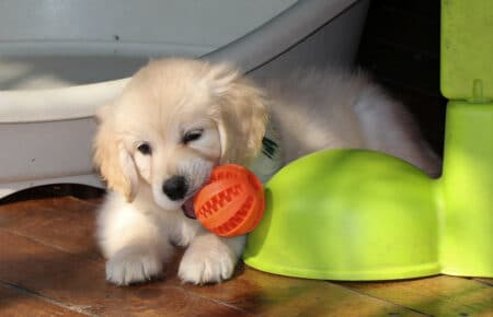 EMMA CUCCIOLI DI GOLDEN RETRIEVER SAN NICOLO 1320