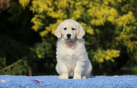 EMMA CUCCIOLO DI GOLDEN RETRIEVER SAN NICOLO 1501