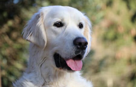 EMMA FEMMINA DI GOLDEN RETRIEVER SAN NICOLO 0134