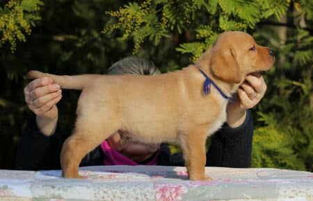 MINA CUCCIOLI DI LABRADOR FOXRED DI SAN NICOLO 0828