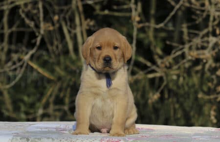 MINA CUCCIOLI DI LABRADOR FOXRED DI SAN NICOLO 0831