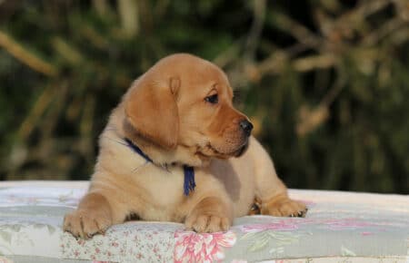 MINA CUCCIOLI DI LABRADOR FOXRED DI SAN NICOLO 0834