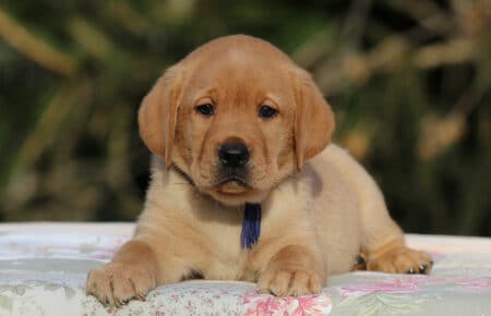 MINA CUCCIOLI DI LABRADOR FOXRED DI SAN NICOLO 0838