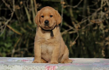 MINA CUCCIOLI DI LABRADOR FOXRED DI SAN NICOLO 0843