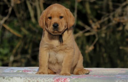 MINA CUCCIOLI DI LABRADOR FOXRED DI SAN NICOLO 0844