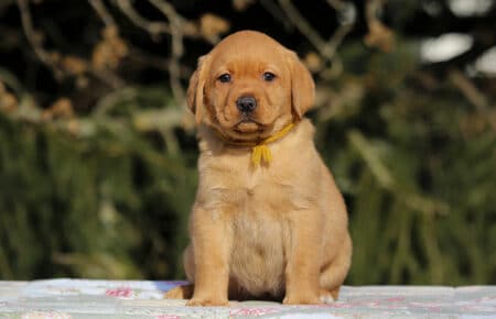 MINA CUCCIOLI DI LABRADOR FOXRED DI SAN NICOLO 0853