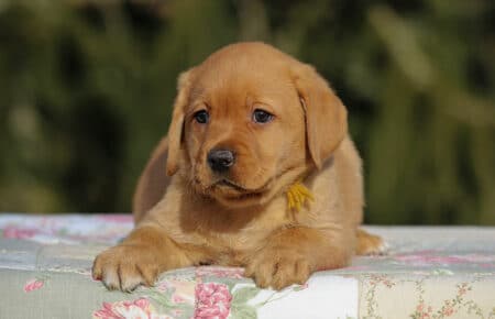 MINA CUCCIOLI DI LABRADOR FOXRED DI SAN NICOLO 0861