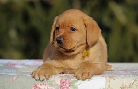 MINA CUCCIOLI DI LABRADOR FOXRED DI SAN NICOLO 0862