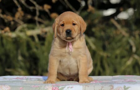 MINA CUCCIOLI DI LABRADOR FOXRED DI SAN NICOLO 0867