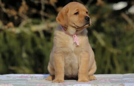 MINA CUCCIOLI DI LABRADOR FOXRED DI SAN NICOLO 0869