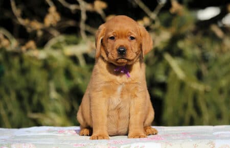 MINA CUCCIOLI DI LABRADOR FOXRED DI SAN NICOLO 0890