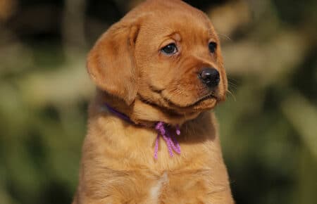 MINA CUCCIOLI DI LABRADOR FOXRED DI SAN NICOLO 0892