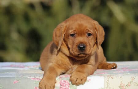 MINA CUCCIOLI DI LABRADOR FOXRED DI SAN NICOLO 0895