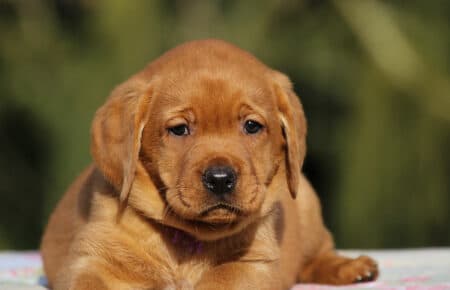 MINA CUCCIOLI DI LABRADOR FOXRED DI SAN NICOLO 0897