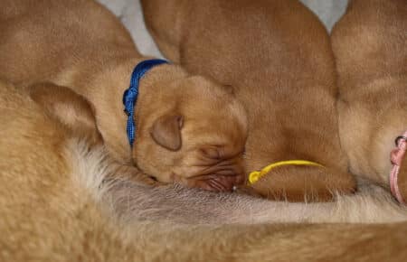 MINA CUCCIOLI DI LABRADOR FOXRED SAN NICOLO 0251