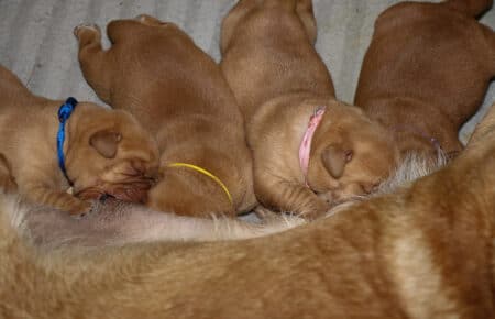 MINA CUCCIOLI DI LABRADOR FOXRED SAN NICOLO 0252