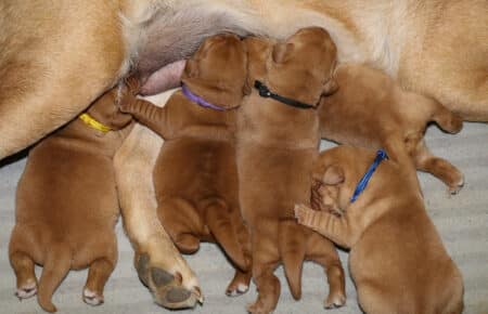 MINA CUCCIOLI DI LABRADOR FOXRED SAN NICOLO 0258