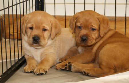 RED MINE CUCCIOLI DI LABRADOR FOXRED SAN NICOLO 0615