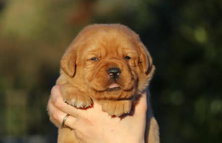 REDMINA CUCCIOLI DI LABRADOR FOXRED FEMMINA COLLARE GIALLO 0525