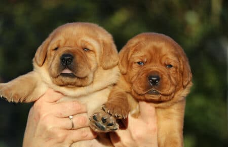 REDMINA CUCCIOLI DI LABRADOR FOXRED FEMMINA COLLARE LILLA E ROSA 0506