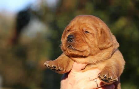 REDMINA CUCCIOLI DI LABRADOR FOXRED FEMMINA COLLARE LILLA 0507