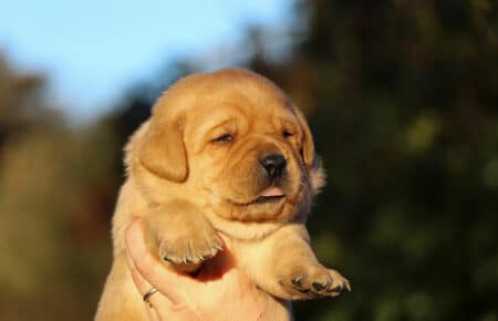 REDMINA CUCCIOLI DI LABRADOR FOXRED FEMMINA COLLARE ROSA 0517