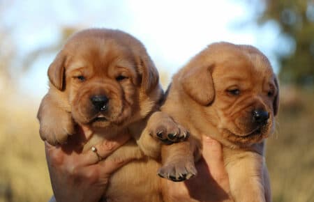 REDMINA CUCCIOLI DI LABRADOR FOXRED MASCHI COLLARE NERO E BLU 0491