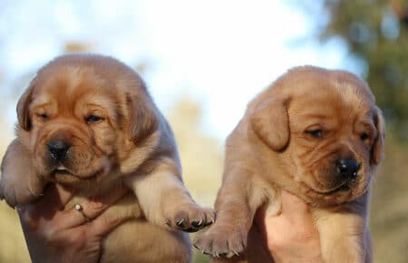 REDMINA CUCCIOLI DI LABRADOR FOXRED MASCHI COLLARE NERO E BLU 0492