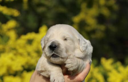 AMBRA CUCCIOLA FEMMINA DI GOLDEN RETRIEVER SAN NICOLO 1335