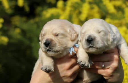 AMBRA CUCCIOLI DI GOLDEN RETRIEVER SAN NICOLO 1332