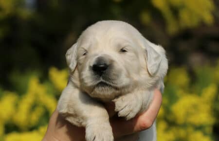 AMBRA CUCCIOLI DI GOLDEN RETRIEVER SAN NICOLO 1336