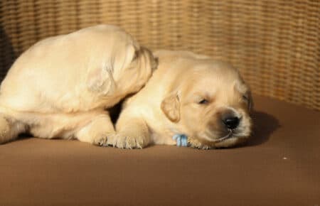 AMBRA CUCCIOLI DI GOLDEN RETRIEVER SAN NICOLO 1340