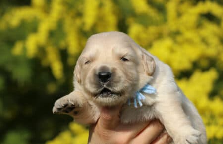 AMBRA CUCCIOLO MASCHIO DI GOLDEN RETRIEVER SAN NICOLO 1334