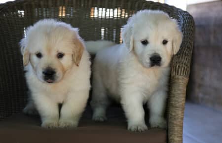 AMRA CUCCIOLI DI GOLDEN RETRIEVER SAN NICOLO 1744
