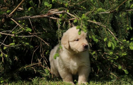 DAPHNE CUCCIOLA FEMMINA COLLARINO ARANCIONE DI GOLDEN RETRIEVER SAN NICOLO 1692