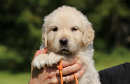 DAPHNE CUCCIOLA FEMMINA COLLARINO ARANCIONE DI GOLDEN RETRIEVER SAN NICOLO 1694