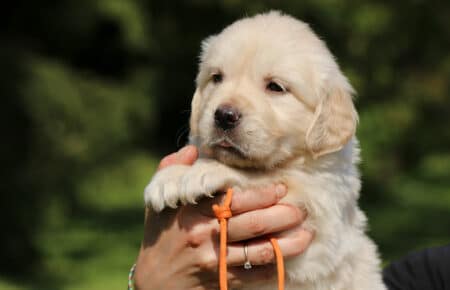 DAPHNE CUCCIOLA FEMMINA COLLARINO ARANCIONE DI GOLDEN RETRIEVER SAN NICOLO 1696