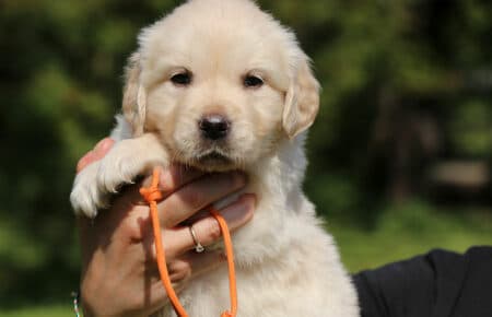 DAPHNE CUCCIOLA FEMMINA COLLARINO ARANCIONE DI GOLDEN RETRIEVER SAN NICOLO 1700