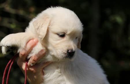 DAPHNE CUCCIOLA FEMMINA COLLARINO BORDEAU DI GOLDEN RETRIEVER SAN NICOLO 1672