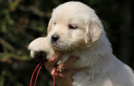 DAPHNE CUCCIOLA FEMMINA COLLARINO BORDEAU DI GOLDEN RETRIEVER SAN NICOLO 1673