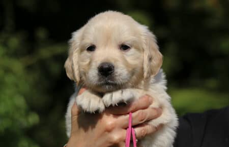 DAPHNE CUCCIOLA FEMMINA COLLARINO FUXIA DI GOLDEN RETRIEVER SAN NICOLO 1654