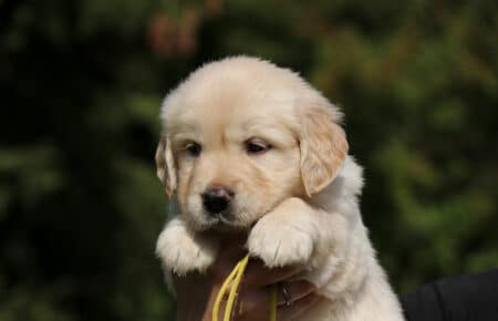 DAPHNE CUCCIOLA FEMMINA COLLARINO GIALLO DI GOLDEN RETRIEVER SAN NICOLO 1676