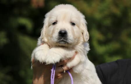 DAPHNE CUCCIOLA FEMMINA COLLARINO LILLA DI GOLDEN RETRIEVER SAN NICOLO 1646