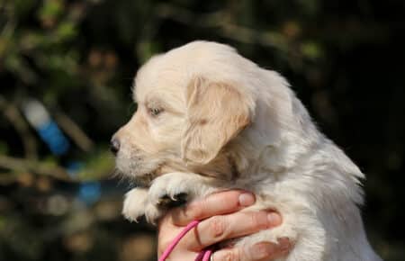 DAPHNE CUCCIOLA FEMMINA COLLARINO ROSA DI GOLDEN RETRIEVER SAN NICOLO 1657