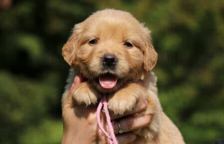 DAPHNE CUCCIOLA FEMMINA COLLARINO ROSA DI GOLDEN RETRIEVER SAN NICOLO 1705