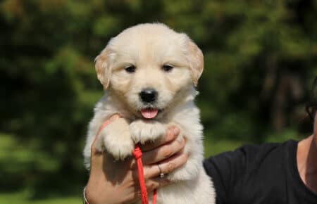 DAPHNE CUCCIOLA FEMMINA COLLARINO ROSSO DI GOLDEN RETRIEVER SAN NICOLO 1710